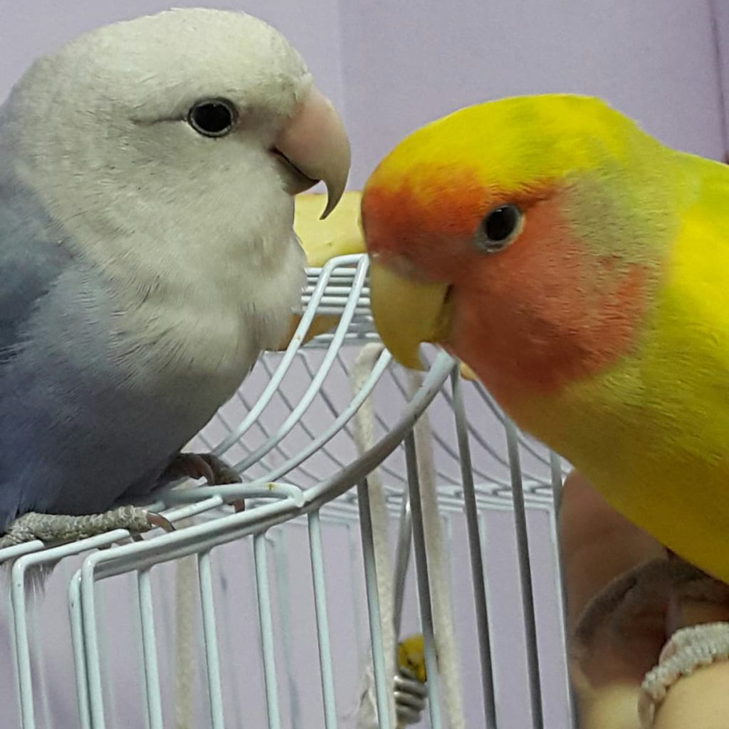 تسوق مستلزمات الحيوانات اون لاين ( saifpets)